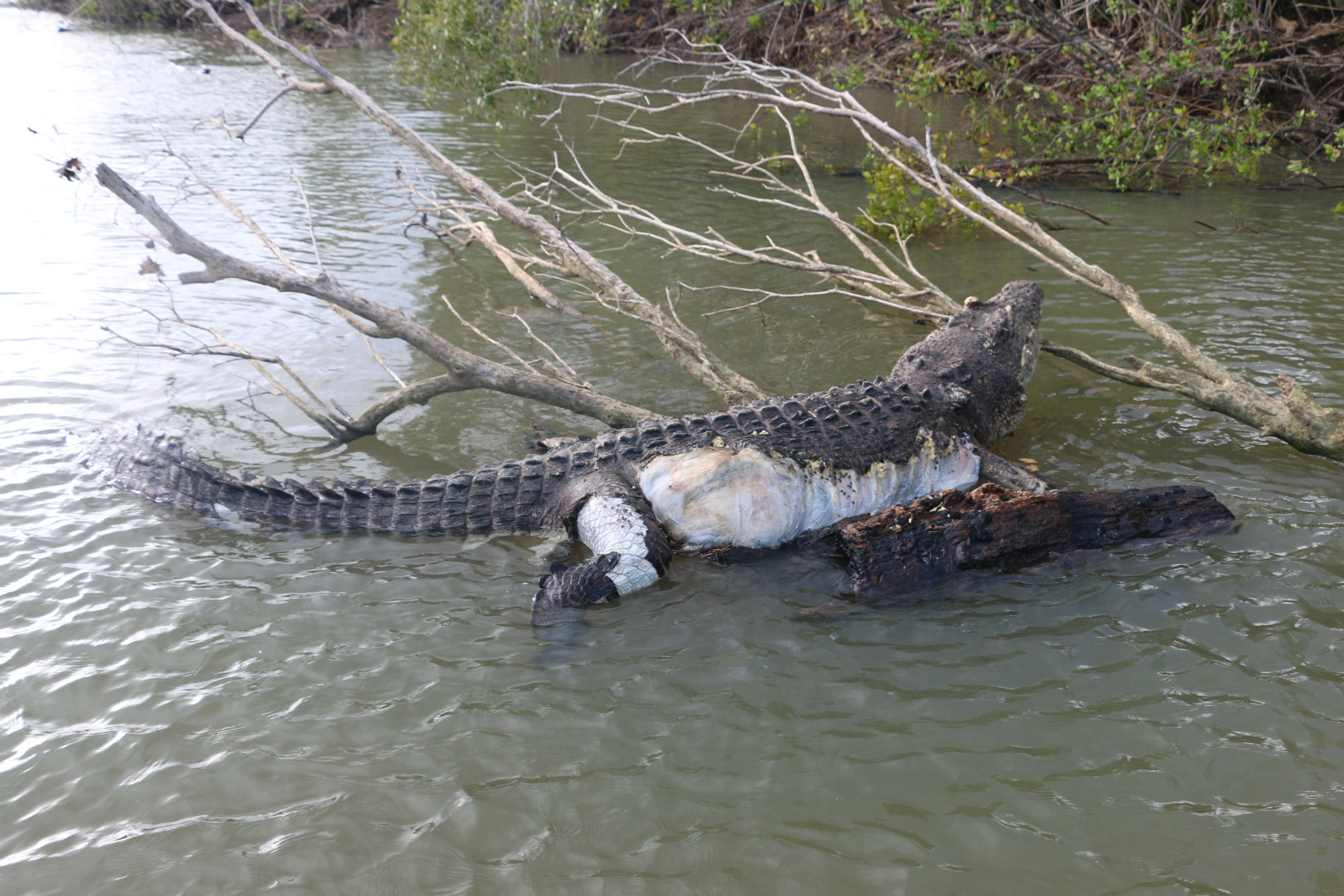 фото настоящих крокодилов