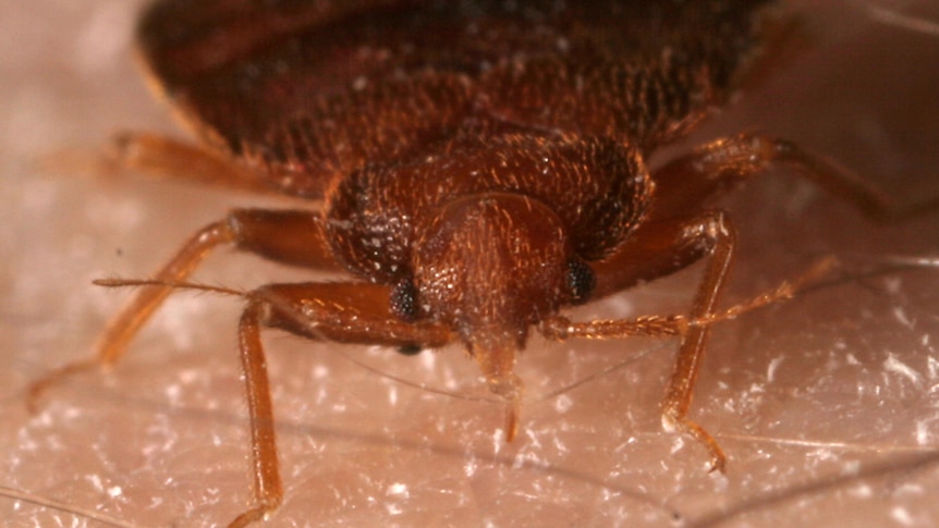 Bed bug, Cimex lectularius Linnaeus, feeding on human skin