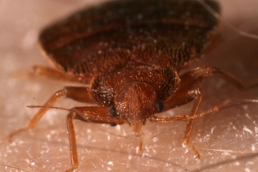 Bed bug, Cimex lectularius Linnaeus, feeding on human skin
