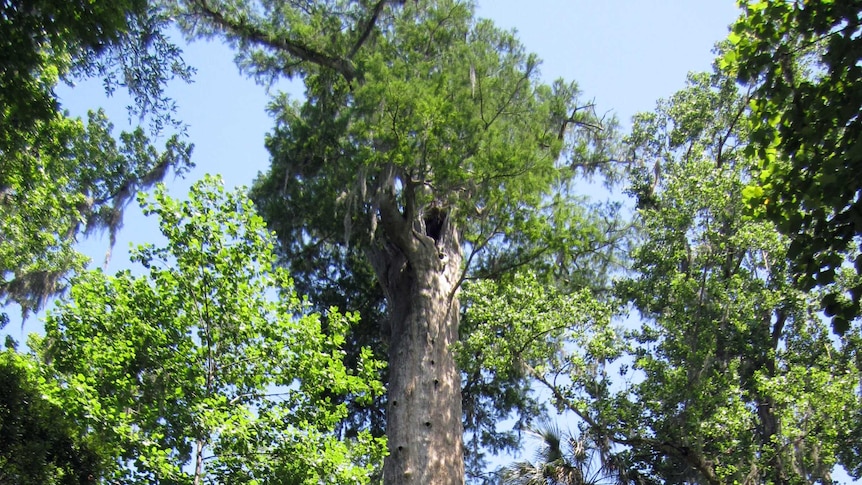 The cypress tree called the senator in Florida, United States