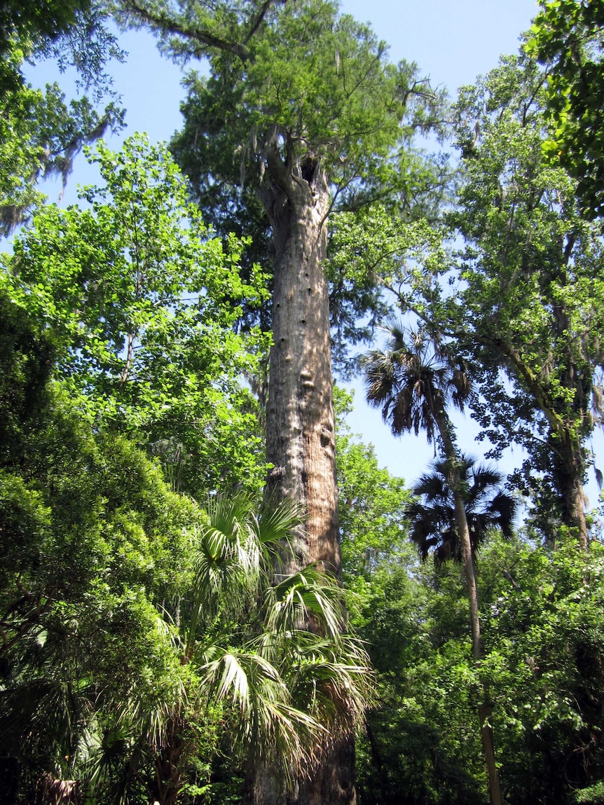 The cypress tree called the senator in Florida, United States