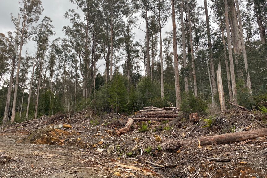 Cleared area of forest in Tasmania where some illegal firewood collection has taken place.