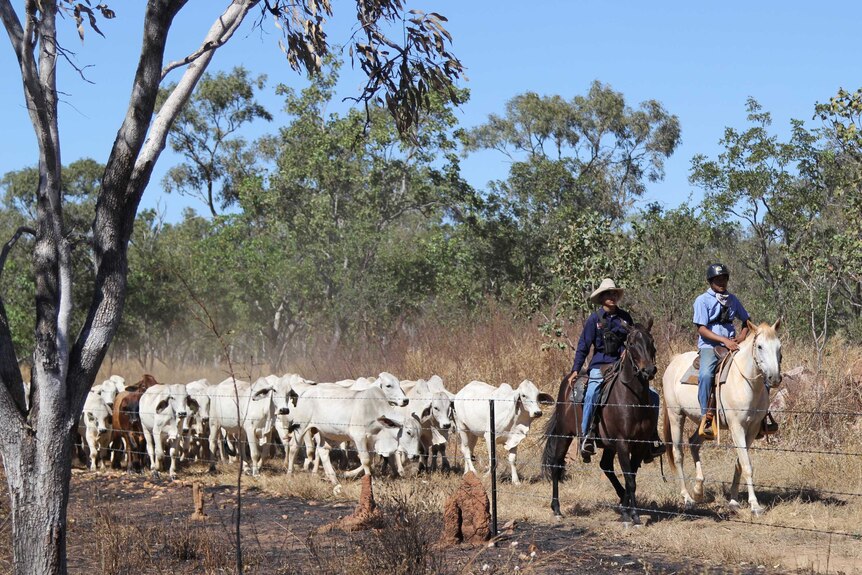 two boys on horses leading a mob of cattle along a fenceline.