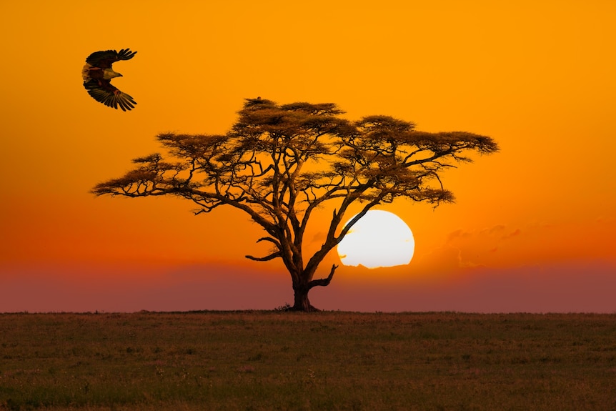 An eagle in flight and flat-topped tree silhouetted against a sunset