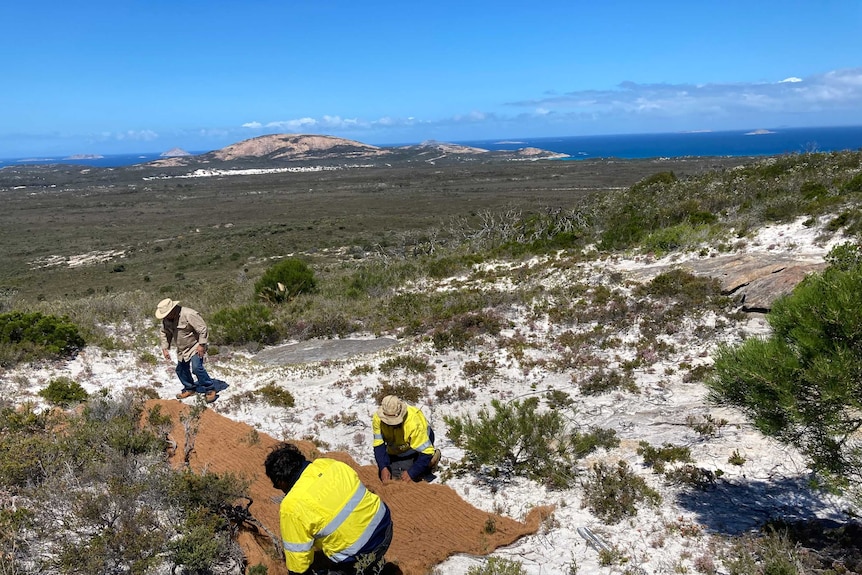 Rangers work on the dune, the ocean is seen in the background