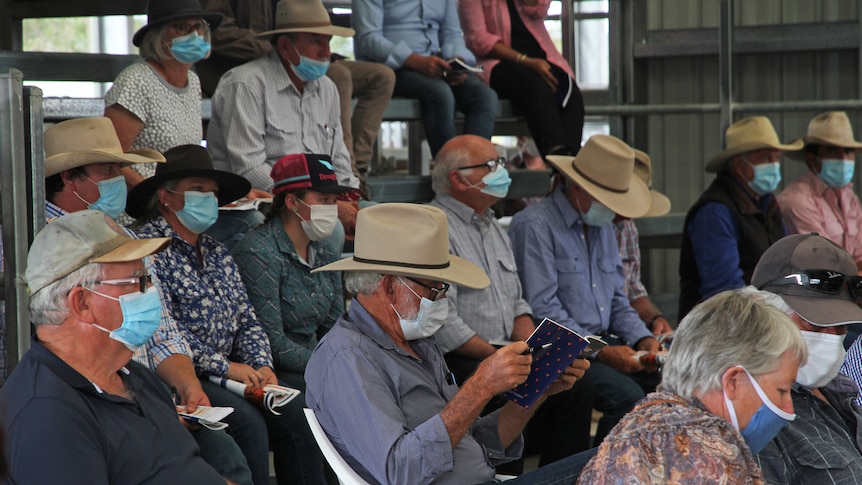 Cattle buyers wearing masks.