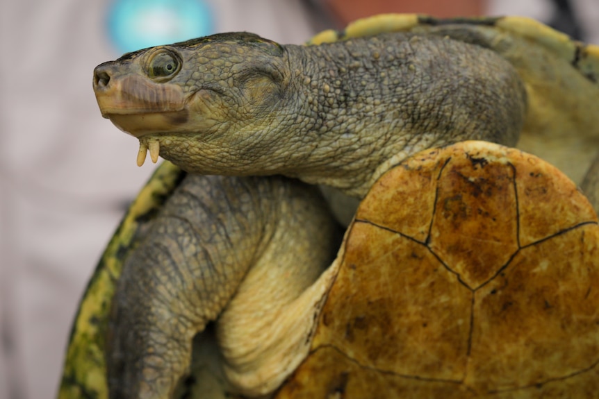 A closeup of a turtle with its head tilted the the side.