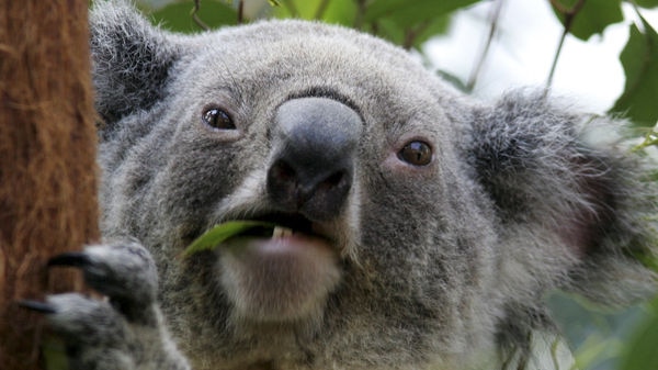 An adult koala chews eucaplyptus leaves