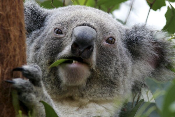 An adult koala chews eucaplyptus leaves