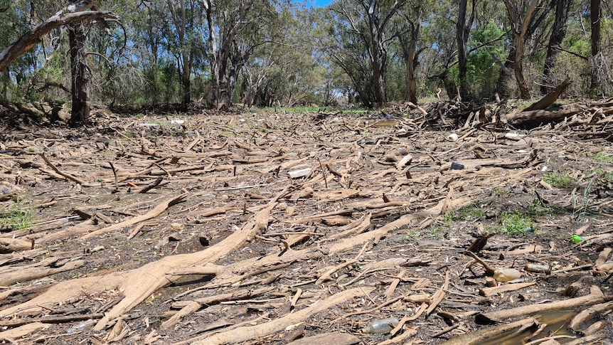 Woody debris visible until the horizon on the Macquarie River