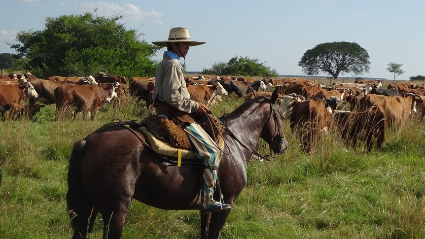 An Argentinian gaucho on a horse, with cattle surrounding him.