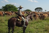 An Argentinian gaucho on a horse, with cattle surrounding him.