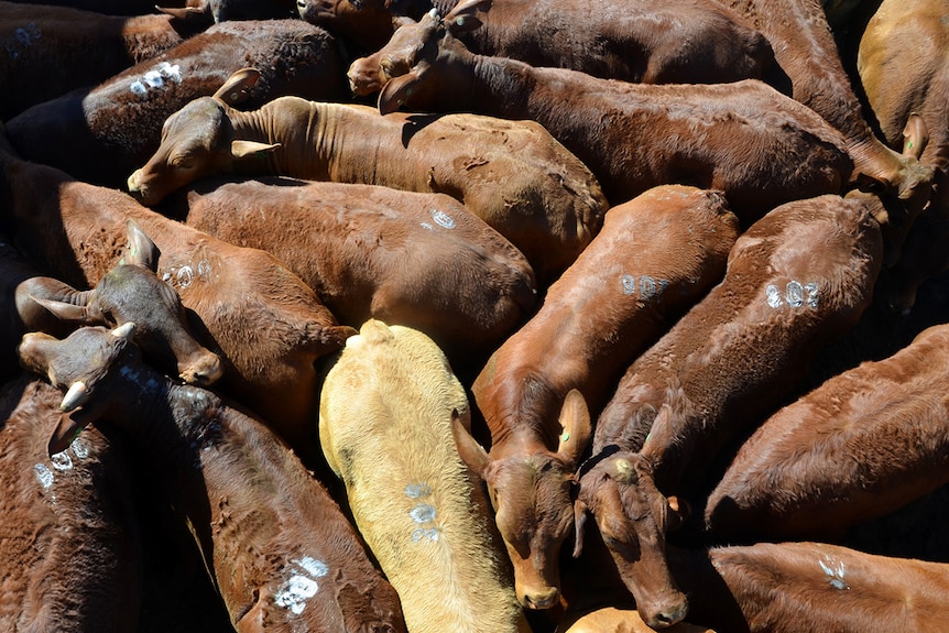 Cattle at the auction