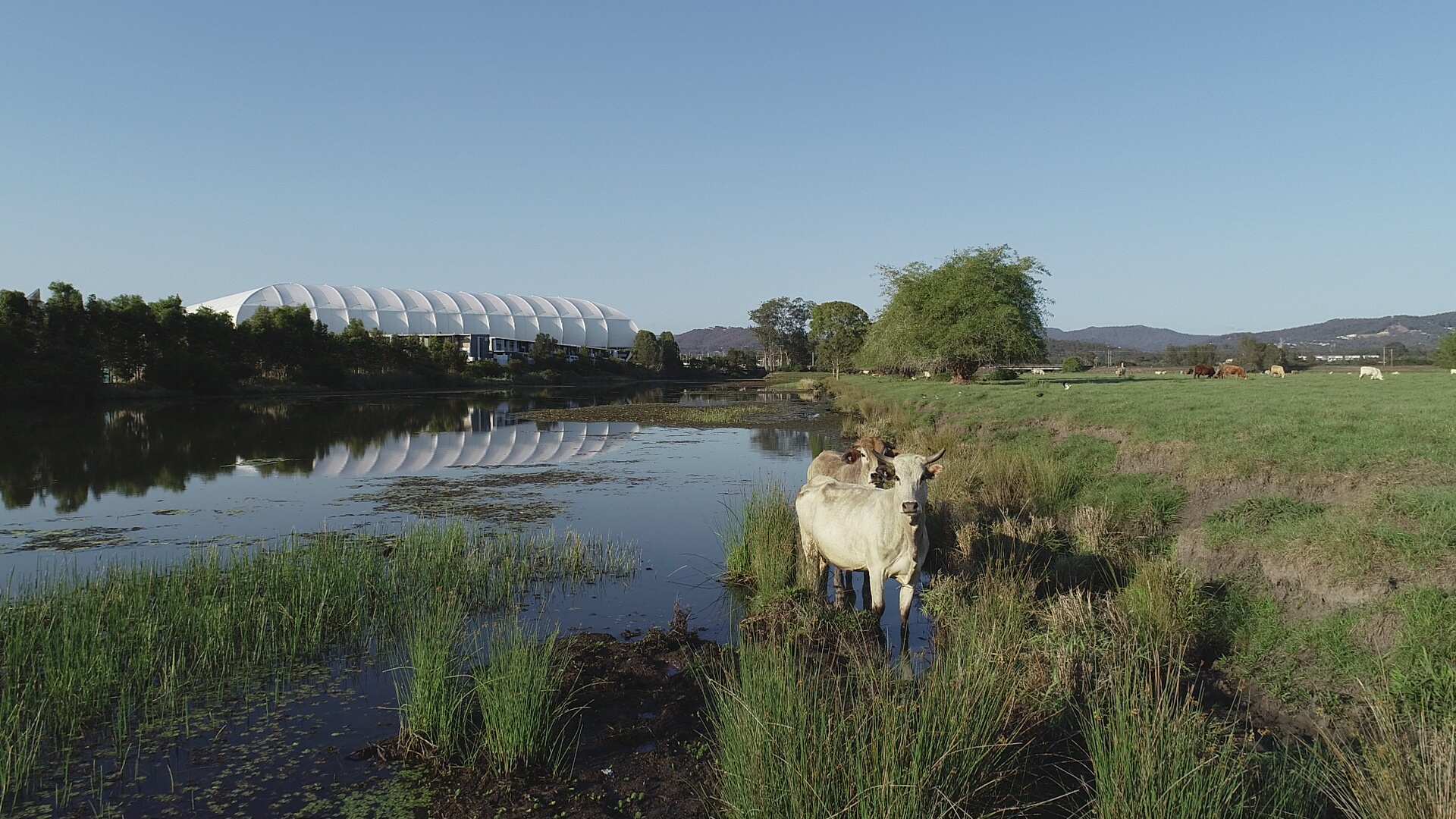 cow in river with stadium in background