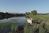 cow in river with stadium in background