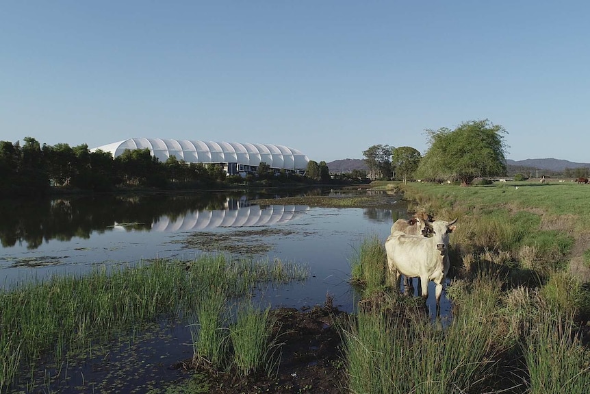 cow in river with stadium in background