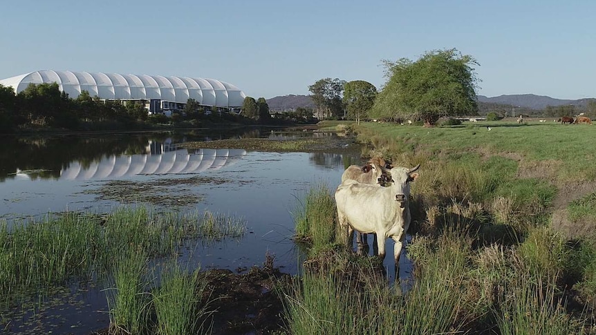 cow in river with stadium in background