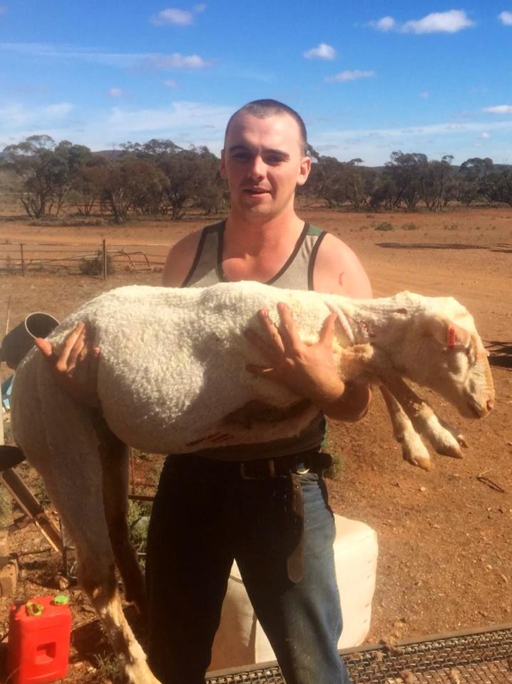 Shearer Sean Harrison holding a shorn sheep.