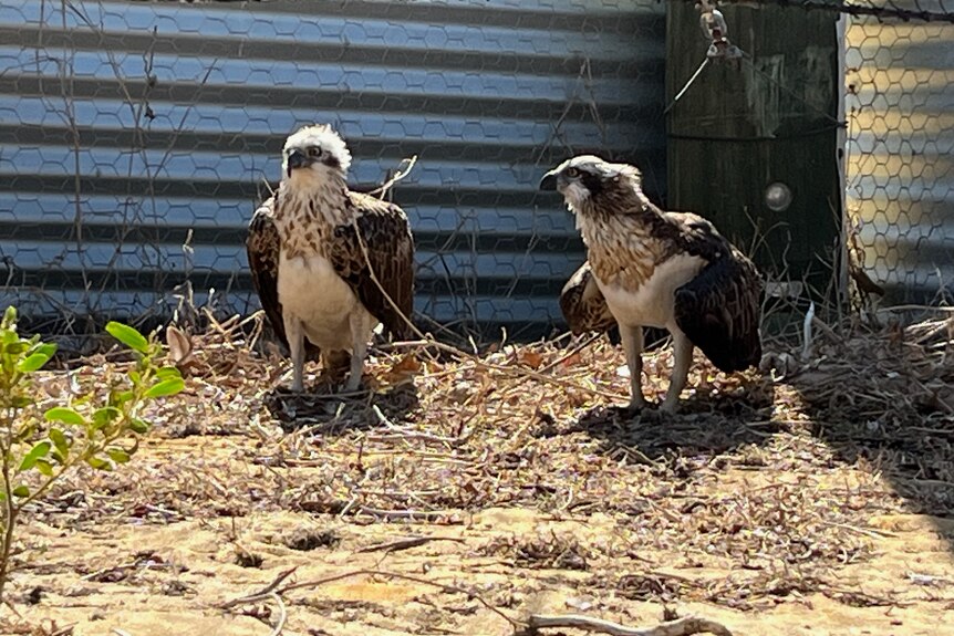 Two ospreys, one with a white head and brown wings, the other with a brown head and speckled body, stand side by side.