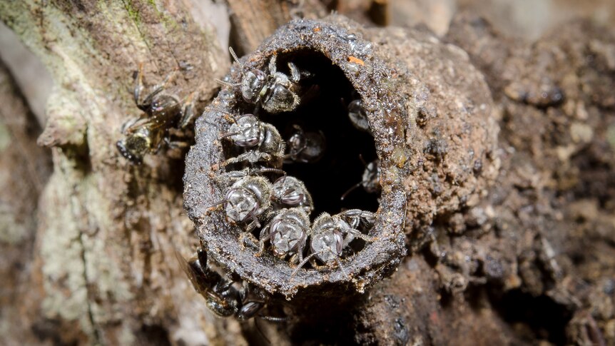 Several bees around the edge a nest in a tree. 