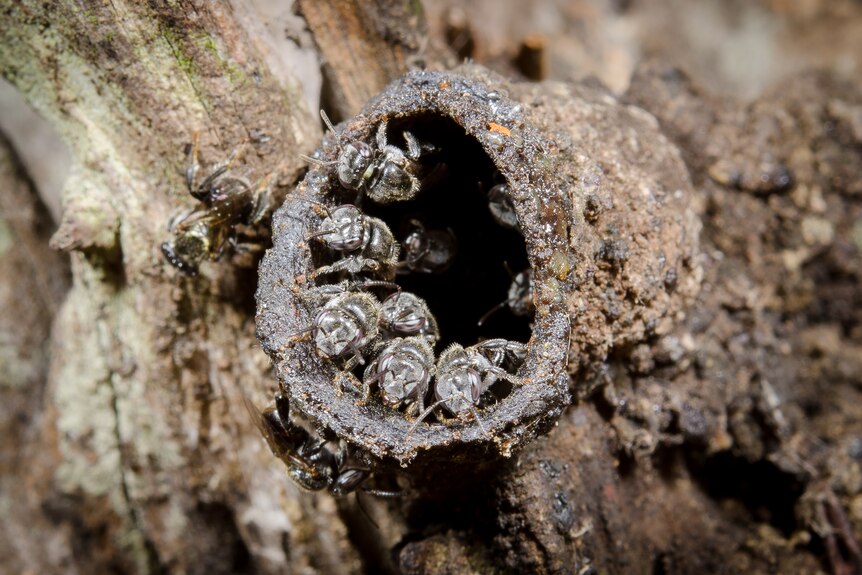 Several Austroplebeia australia bees guard the edge their nest in a tree. 