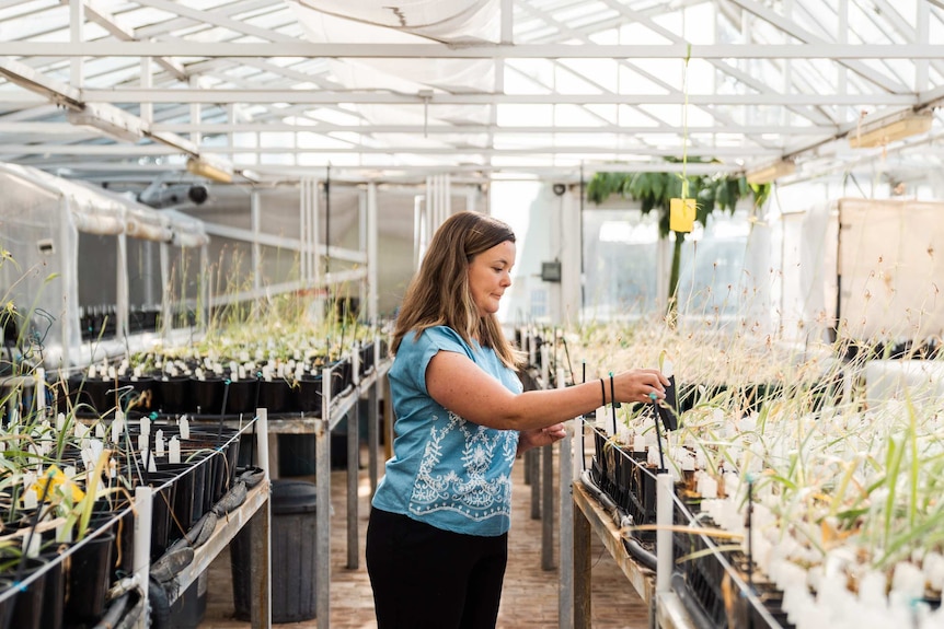 A wide shot of a woman wearing a blue shirt in a glasshouse filled with seedings.