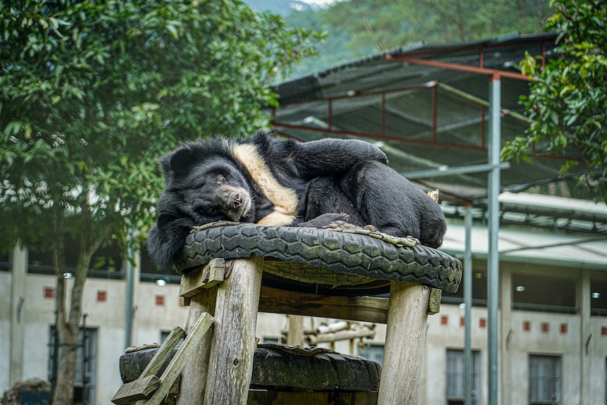 Black bear resting on a flattened tyre above a wooden structure in an enclosure.