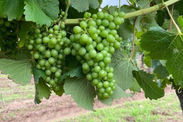 Plump green grapes in a vineyard.