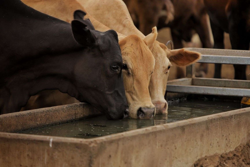 Three cattle drink from a trough.