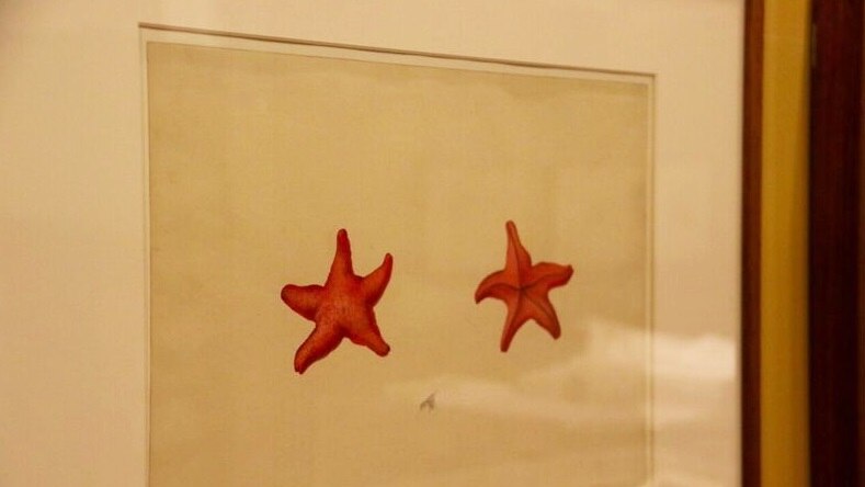 starfish artwork