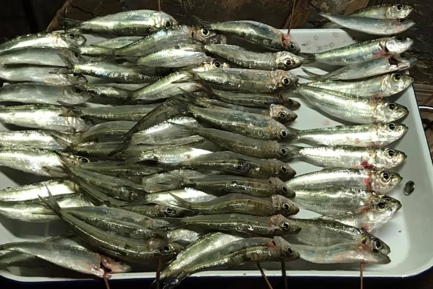 Rows of sardines lined up on a platter.