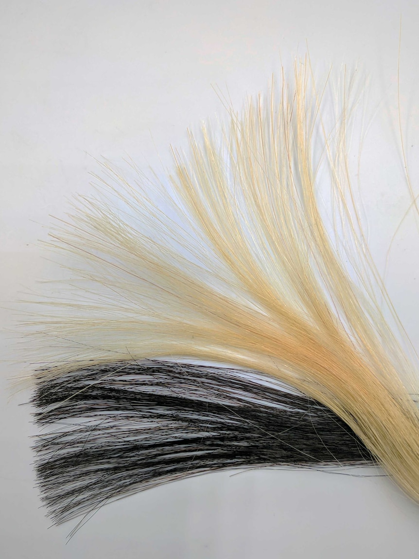This photo shows blond hairs before (up) and after (bottom) being dyed by a graphene-based pigment.