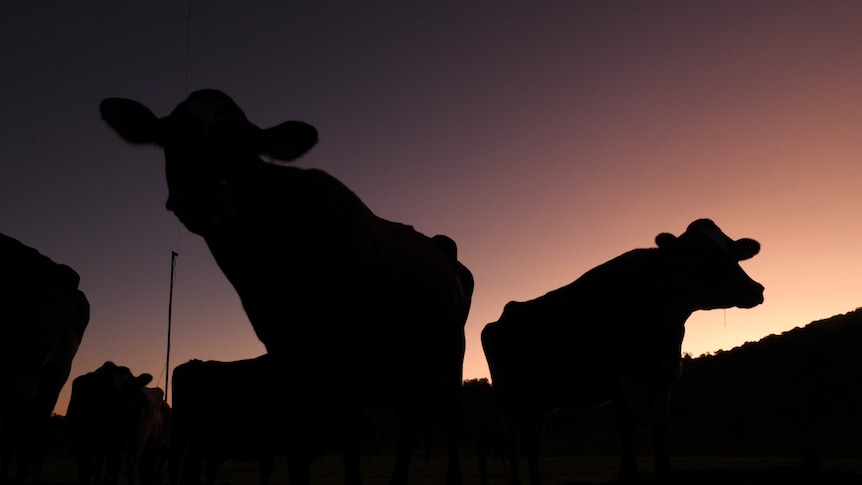 silouette of cows at dawn