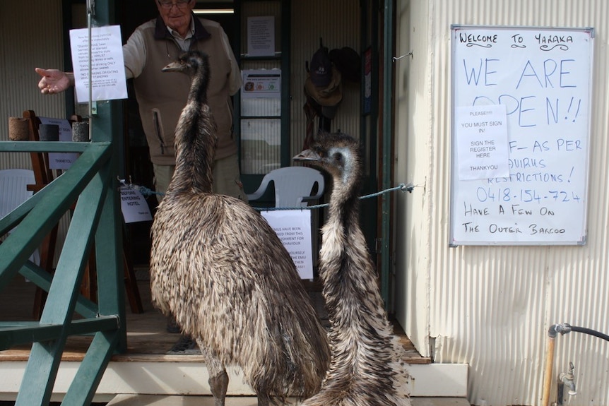 Two emus banned from the Yaraka Hotel in south-west Queensland.