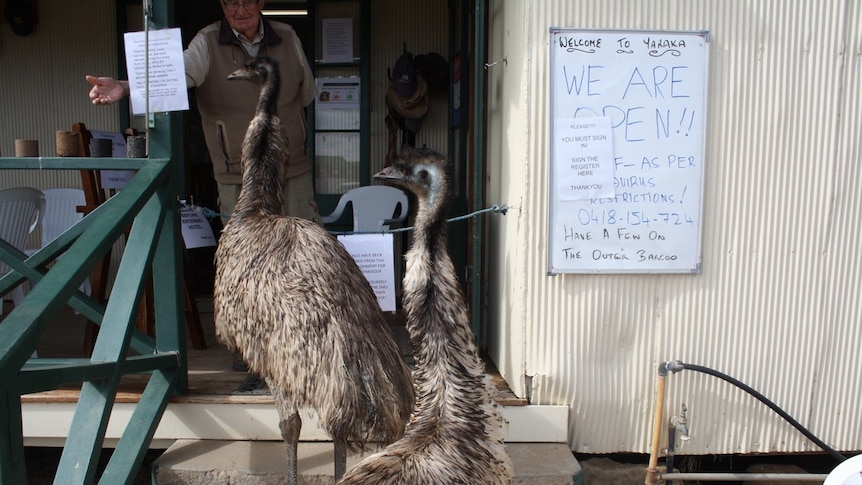 Two emus banned from the Yaraka Hotel in south-west Queensland.