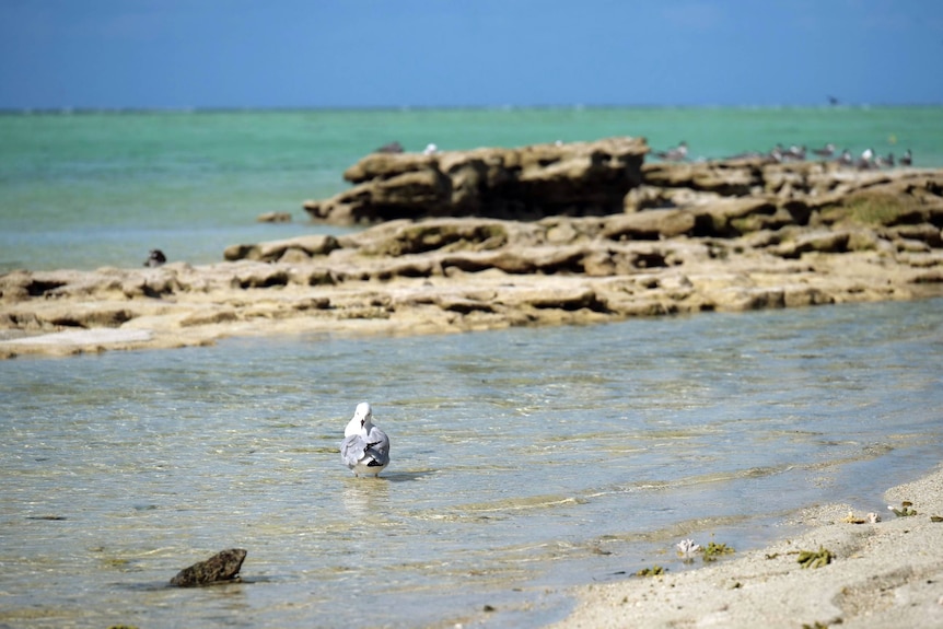 A seagull preens itself as it stands in a rock pool