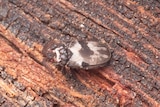 brown stripy bug with bushy antennae on stringy bark 