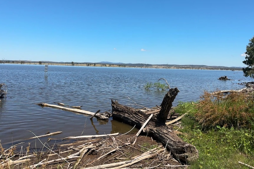 logs on a river