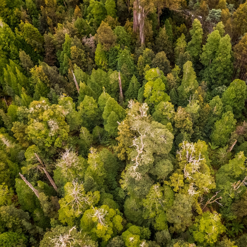 Giant trees in a forest.