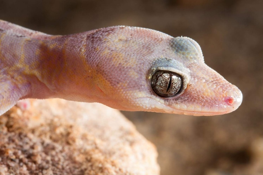 Side profile of the head of a pink tinged gecko with large silver coloured eye.