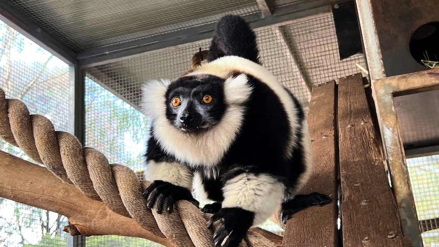 A furry black and white creature clinging to a rope in a zoo enclosure.