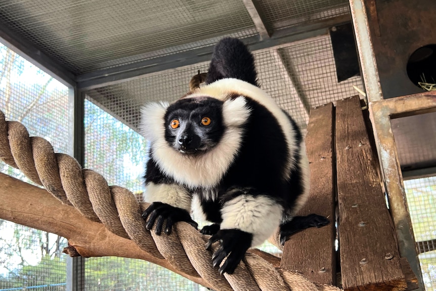 A furry black and white creature clinging to a rope in a zoo enclosure.