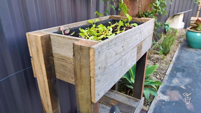 Timber planter box against a fence filled with soil and seedlings.