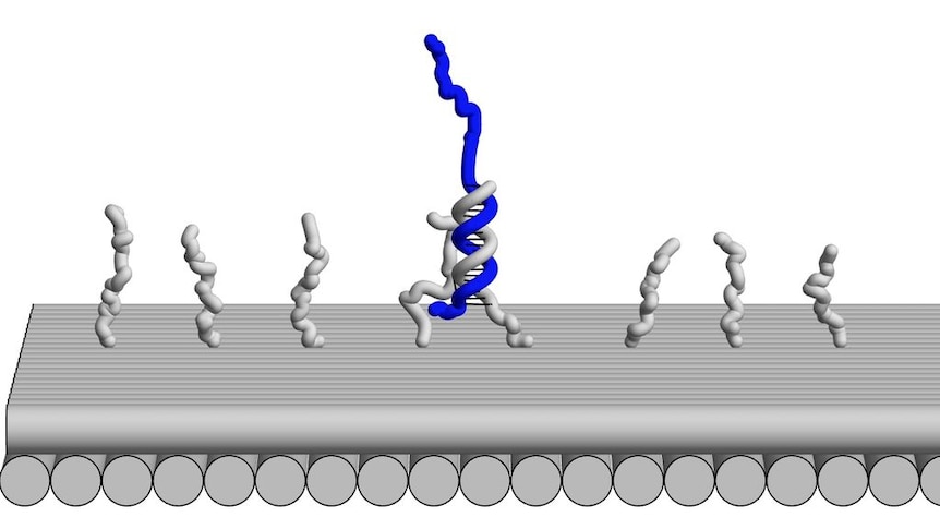 A DNA robot 'walking' (supplied: Caltech)