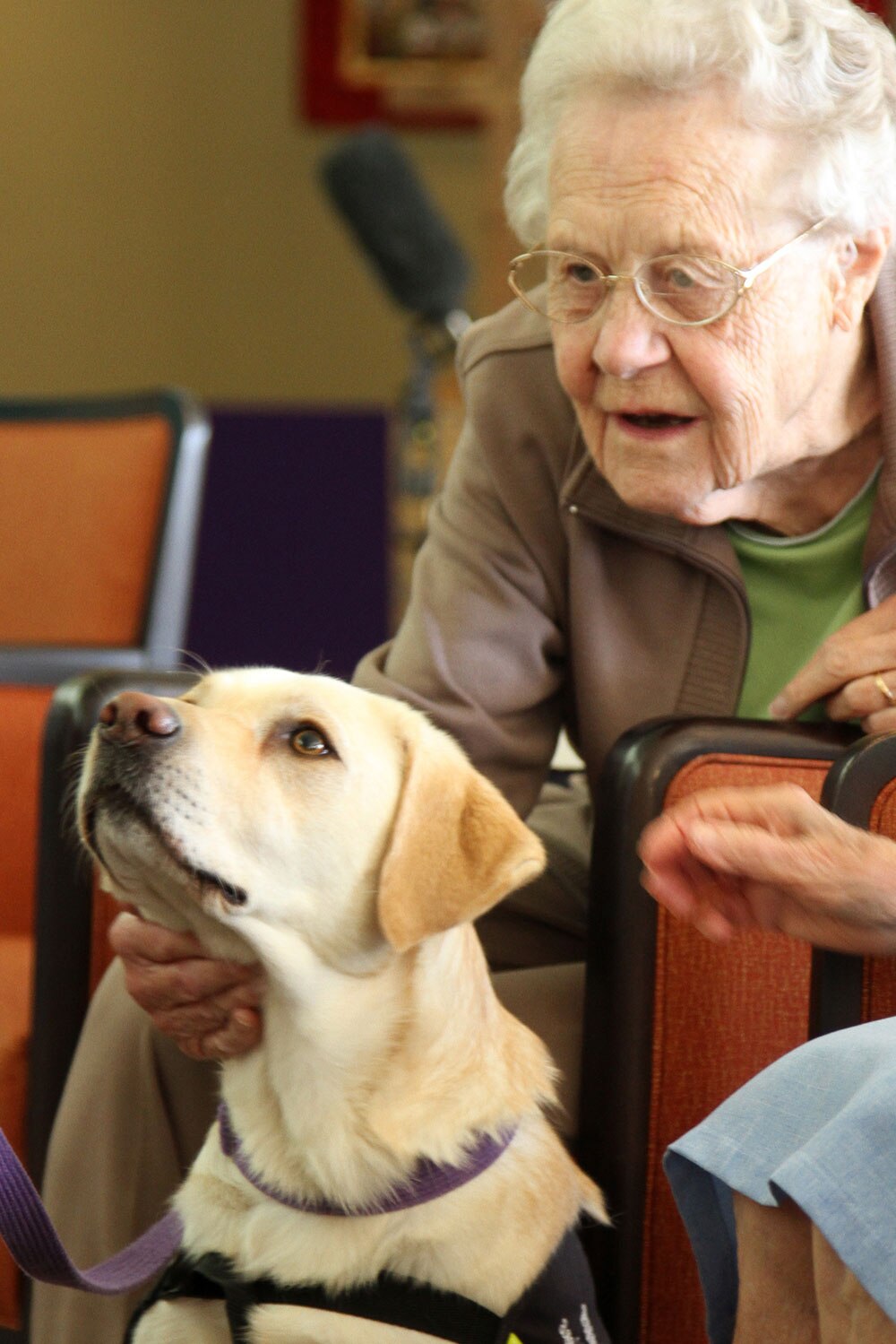 Dogs 4 Dementia inhome care scheme launched in Tasmania ABC News