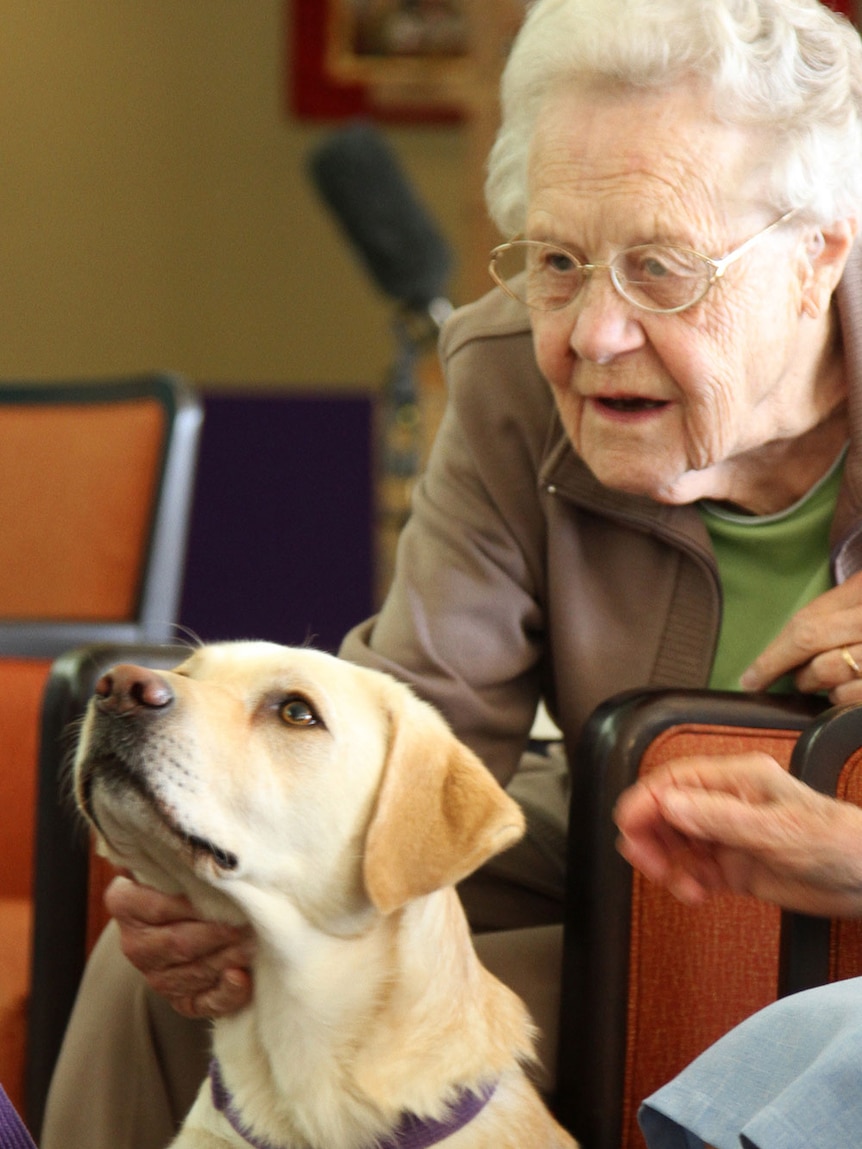 An older person with an assistance dog.
