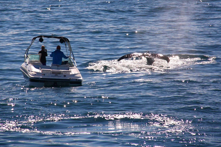 Recreational vessel chasing a humpback whale off Qld's Gold Coast
