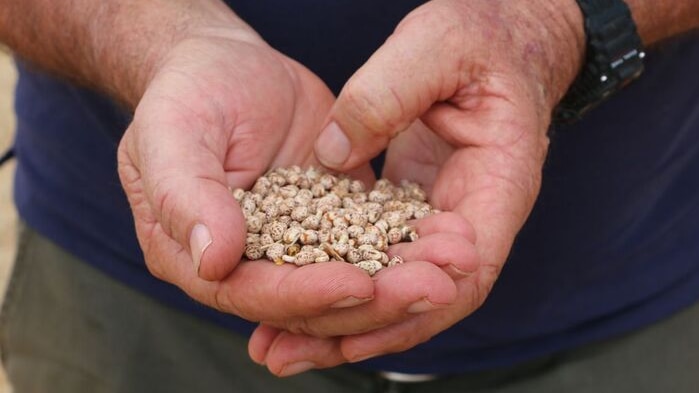 Co-owner of the Lupin Co Rob Birch holds lupin flakes in his hands.