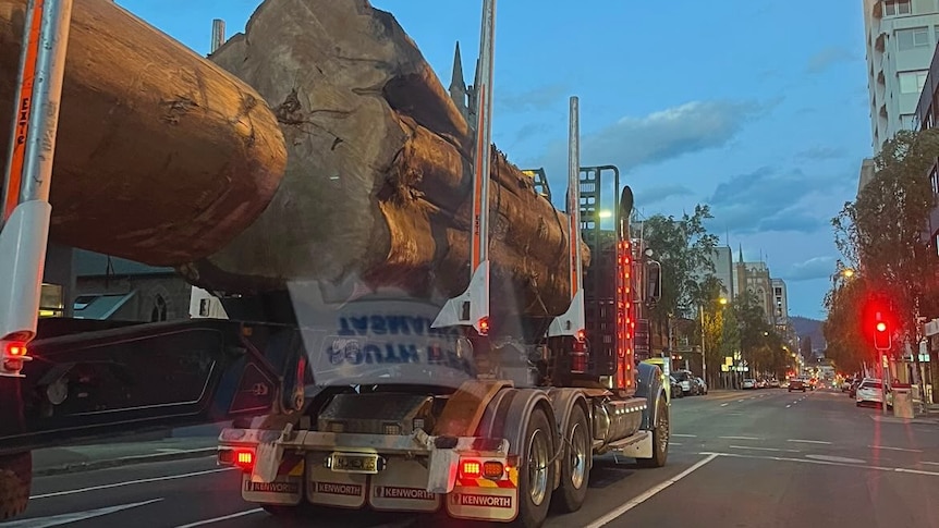 A huge felled tree trunk is transported on the back of a truck through a central Hobart street at night time.