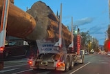 A huge felled tree trunk is transported on the back of a truck through a central Hobart street at night time.